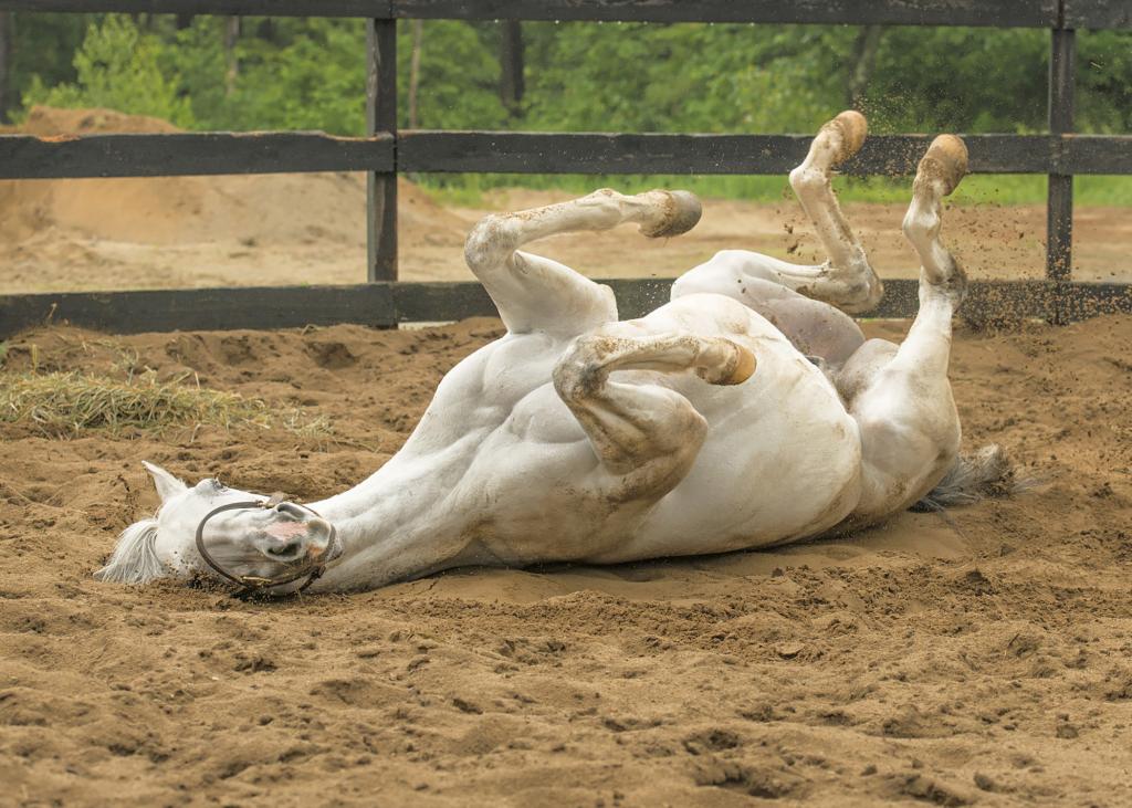 Be Bullish goes for a roll. (Connie Bush)